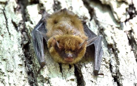 Little Brown Bat – Northwest Wildlife Preservation Society