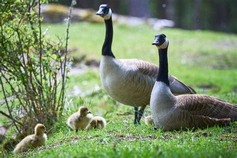 What Diseases Are Associated With Geese? | Goose Masters