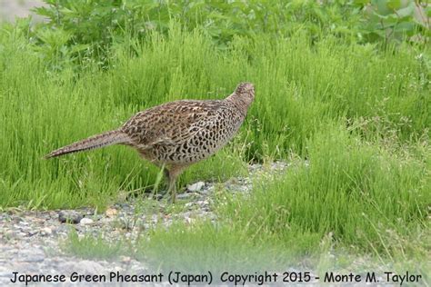 Green (Japanese) Pheasant