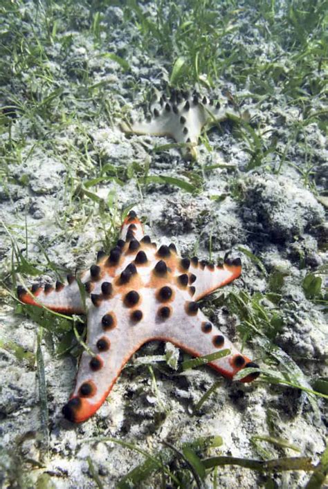 Chocolate Chip Starfish: Care Guide For The Spotted Species