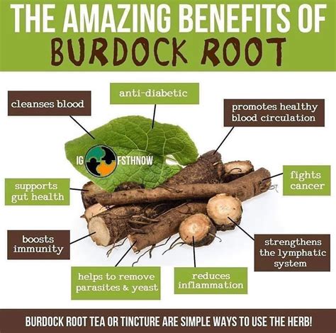 Burdock Root Benefits