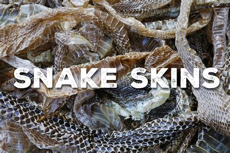 Identifying Snake Skins - African Snakebite Institute