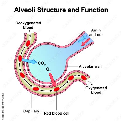 Scientific Designing of Alveoli Structure And Function. Alveolus Gas ...