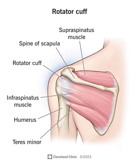 VA Disability Ratings for Rotator Cuff Repair and Bursitis – VET CLAIM ...