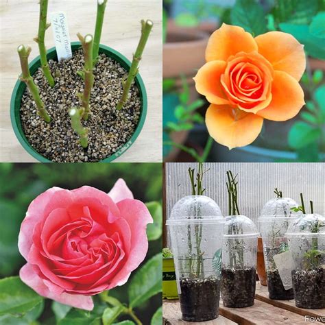 Grow Roses from Cuttings: 2 Best Ways to Propagate! - A Piece Of Rainbow