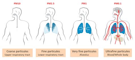 Airborne particulate matter and their health effects - Encyclopedia of ...