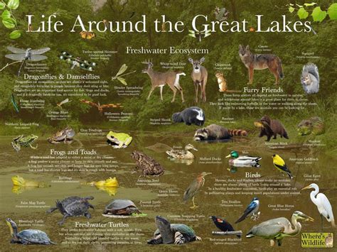 Where's Wildlife Presents Life Around the Great Lakes Fun Educational ...