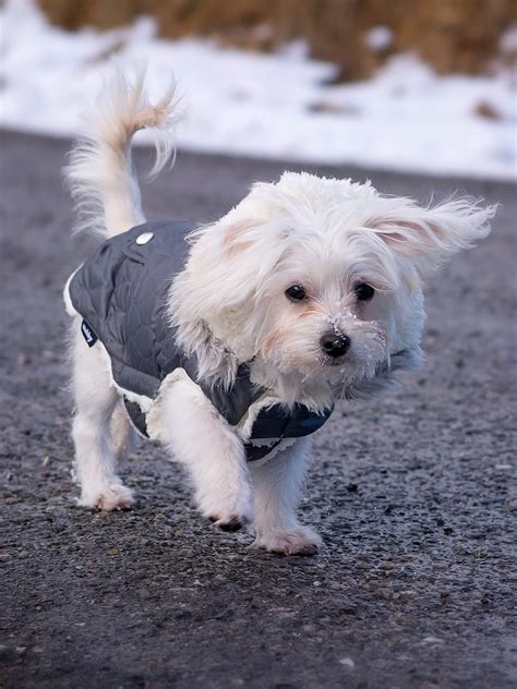 Maltese Training, Characteristics, & Care | TrainPetDog