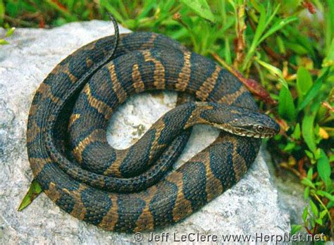 Common Watersnake (Nerodia sipedon) – Amphibians and Reptiles of Iowa