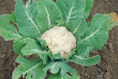 7 Cauliflower Growing Stages From Seed To Harvest