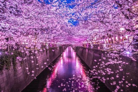 Aesthetic Wallpaper Cherry Blossom Japanese