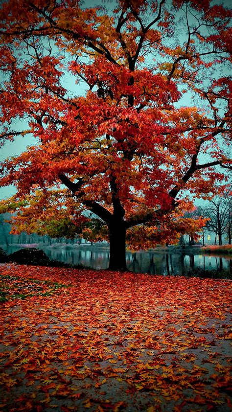 Autumn Trees Scenery Wallpaper