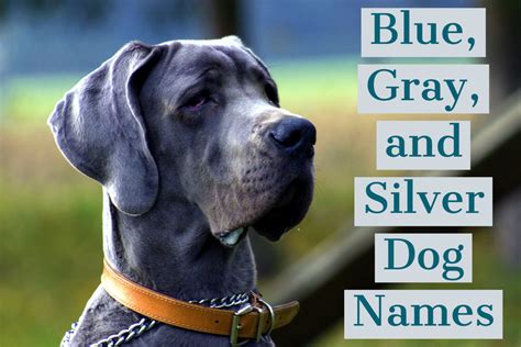 210+ Unique Names for Blue, Gray, and Silver Dogs - PetHelpful