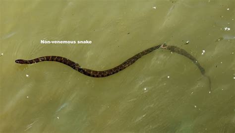 Water Snake Identification - Know Your Snakes!