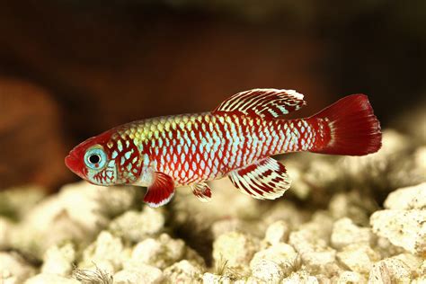 Everything You Need to Know About Killifish