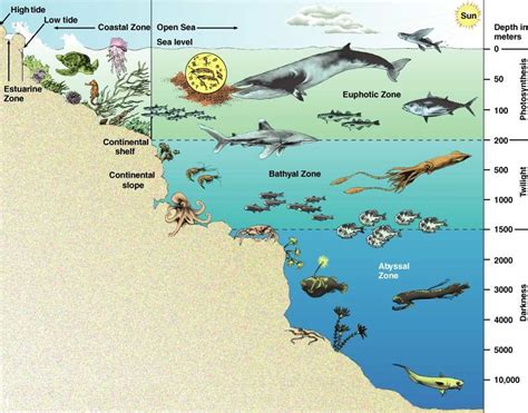 Marcia's Science Teaching Blog: Teaching Life Zones in the Ocean ...