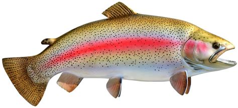 Rainbow Trout - River Fishing Tips