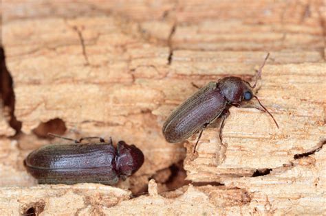 Get Rid of Wood Boring Beetles in Furniture | Garratt's Damp