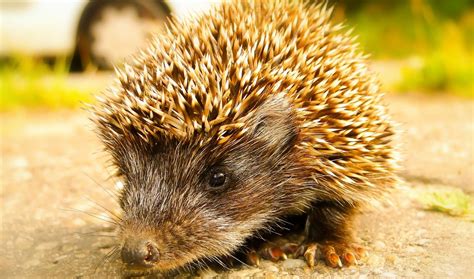 Do Hedgehogs Make Good Pets - Ultimate Owners Care Guide - The Pet Well