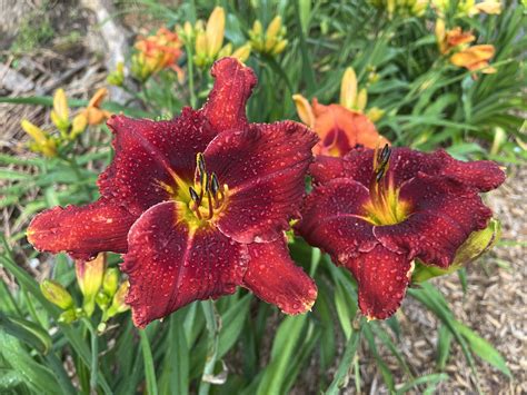 Red Hot Stew* – SF – Artemesia Daylilies