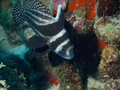 Drum Fish Photograph by Michael Marlin - Fine Art America