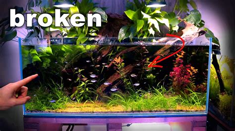 Amazon Aquarium | Golden Nugget Tank | Adding Blackwater | MD Fish Tanks