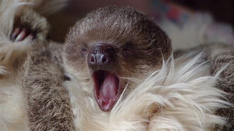 Adorable baby sloth at London Zoo has teddy bear as surrogate mum ...