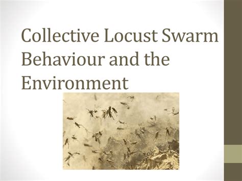 Locust Swarm behaviour Presentation