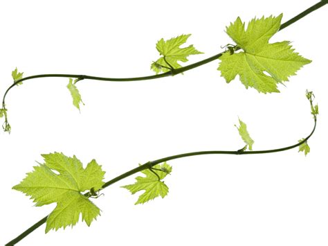 Grape Vine Leaf, Foliage, Green, Nature, Plant PNG