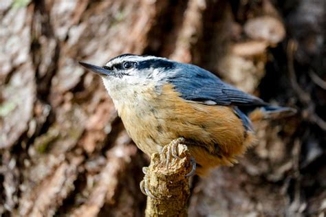 The Red-breasted Nuthatch and Its Quirky Behavior