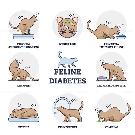 Feline mellitus diabetes symptoms for chronic cat disease outline ...