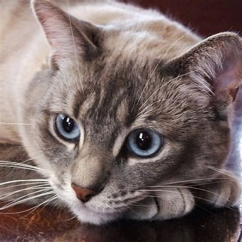 Unique gray seal point Siamese with big exotic blue eyes. White and ...