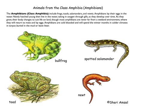 Animal Groups | SCIENCE EDUs NOTE