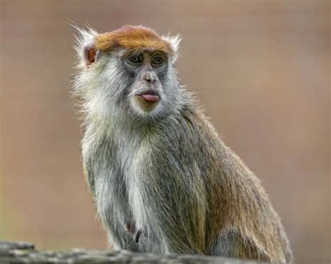 Patas Monkey - Facts, Diet, Habitat & Pictures on Animalia.bio