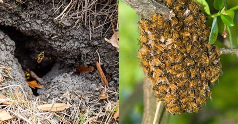 Types of Bee Nests: The Surprising Diversity of Honey Bee Hives