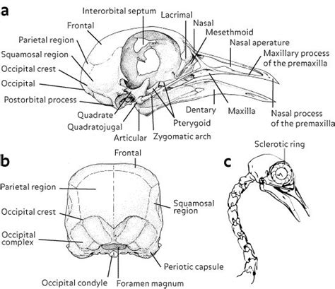 34 best bird skeleton images on Pinterest | Skeletons, Skulls and Anatomy