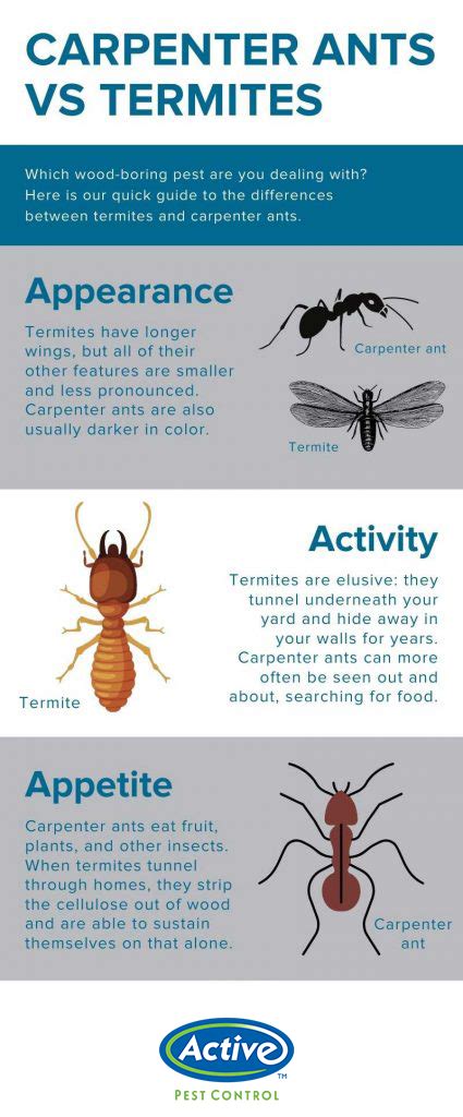 Carpenter Ant vs Termite | Active Pest Control - Pest Control and ...