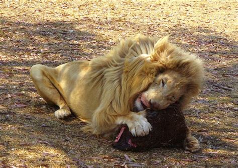 Lion feeding Photograph by Marianne Fox | Fine Art America