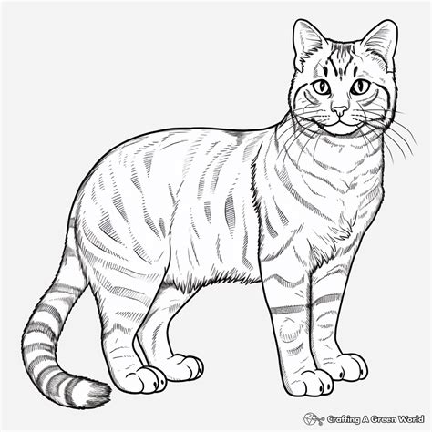 Tabby Cat Coloring Pages - Free & Printable!