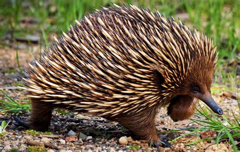 18+ Inspirasi Top Echidna Mammal