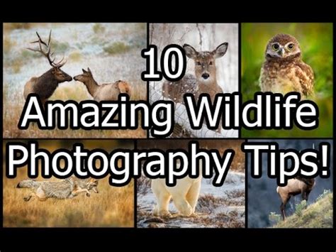 10 Simple Yet Powerful Wildlife Photography Tips