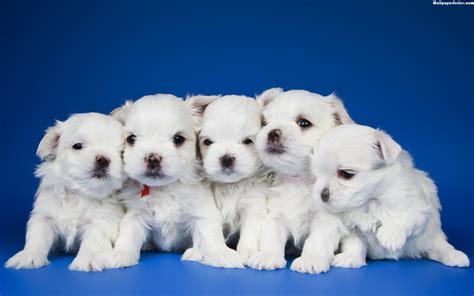 Cute White Puppies Wallpapers - Top Free Cute White Puppies Backgrounds ...