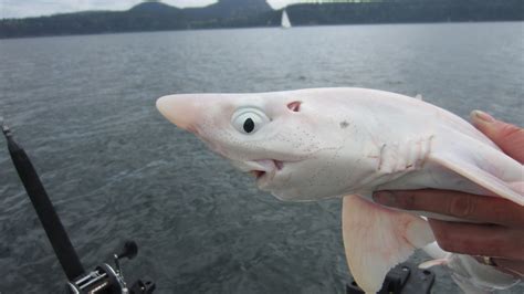 A close look at an albino Spiny Dogfish. Very rare. Burrows Bay ...