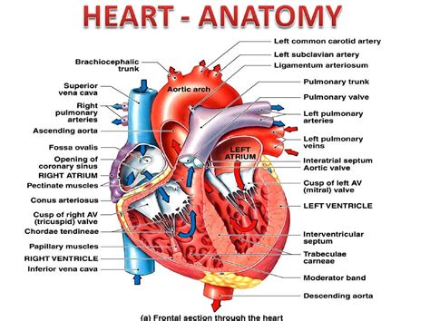 Conus Arteriosus Heart