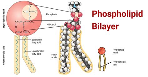 Phospholipid Bilayer- Structure, Types, Properties, Functions ...