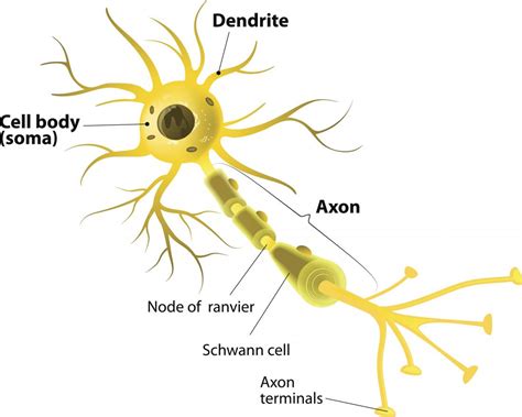 Short Note on Neurons - CBSE Class Notes Online - Classnotes123