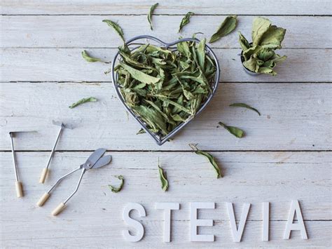 How the Stevia Plant Can Change Your Life: 10 Cool Facts