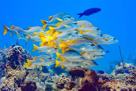 Top 10 Best Places to Snorkel in Turks & Caicos | Beaches