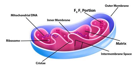 Difference Between Mitochondria and Chloroplast