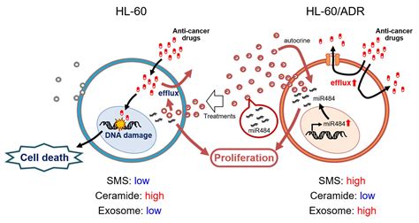 IJMS | Free Full-Text | Ceramide Metabolism Regulated by Sphingomyelin ...